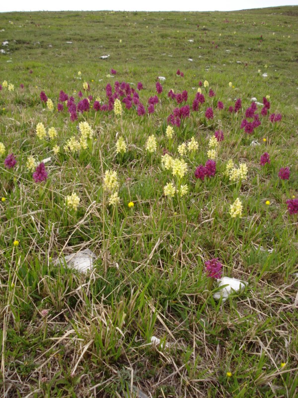 Dactylorhiza sambucina